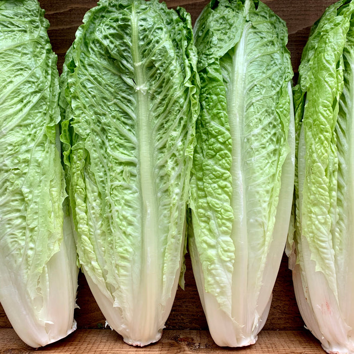 Romaine Heart (ea)